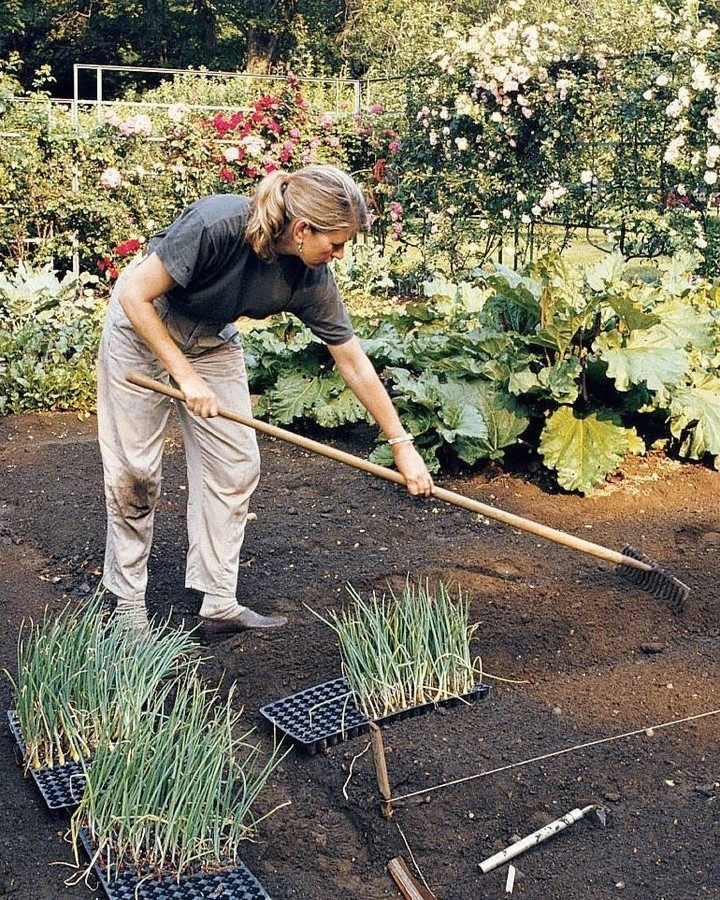 A person tending to a garden, using a rake to prepare the soil, with green plants in the background and trays of seedlings in the foreground.